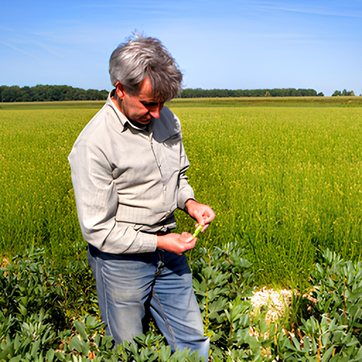 champs blé agriculteur farine