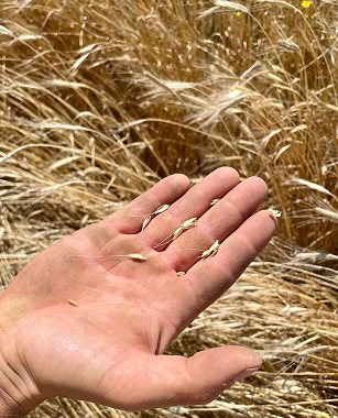 grains de blé français